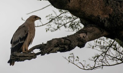 Tawny Eagle on the branch of an old tree in Africa