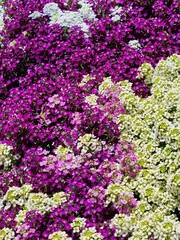 Beautiful Close Up Flower