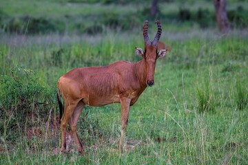Hartebeest antelope at the savannah at Murchison falls park in Uganda
