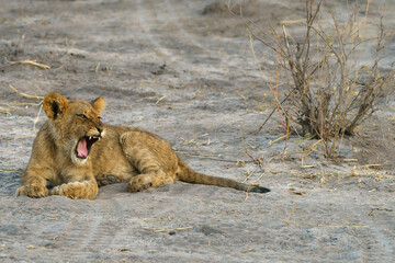 lion cub with a roar lying in the desert isolated seen on a safari in Botswana