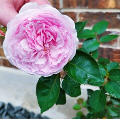 Beautiful Close Up Flower