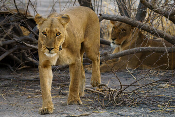 Lioness front  head shot walking away from a thicket in the desert of Botswana