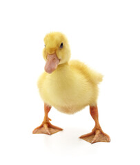 One little yellow duckling.