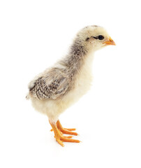 Baby little chicken.