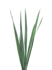 Green leaves of yucca.