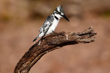 Pied Kingfisher on a branch - Powered by Adobe