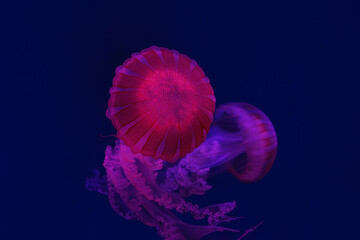Two Jellifish South american sea nettle, Chrysaora plocamia swimming in aquarium tank with red neon illumination. Aquatic organism, animal, undersea life, biodiversity