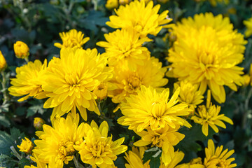 Fresh bright blooming yellow chrysanthemums flowers in autumn garden outside in sunny day