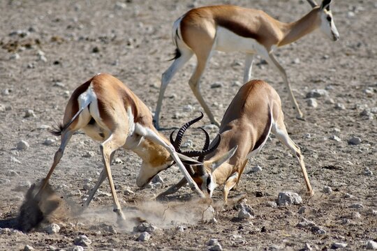รูปภาพSpringbok – เลือกดูภาพถ่ายสต็อก เวกเตอร์ และวิดีโอ24,899 | Adobe ...