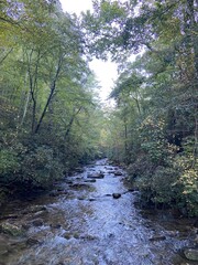 Obraz premium stream in the forest