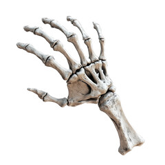 Fototapeta premium Realistic skeleton hand in a curled position