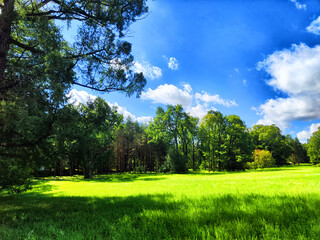 A park with trees and grass in summer