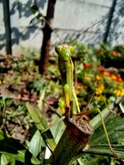 Mantis on a branch