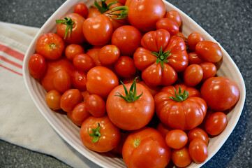 Fresh harvested home grown organic tomatoes for vegetarian healthy meals, sauces and salsas.