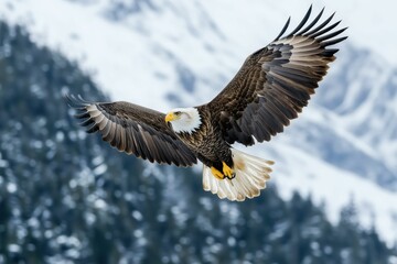 Fototapeta premium Majestic Bald Eagle in Flight