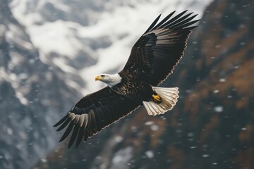 Fototapeta premium Majestic Bald Eagle in Flight