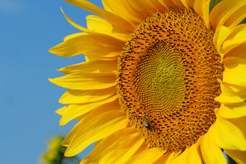 One bee crawls on a stunningly beautiful sunflower