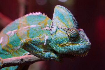 Chameleon - lizard adapted to an arboreal lifestyle, change body color