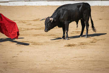 Novillo mirando el capote en una plaza de toros