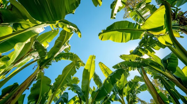 Towering Saba banana plants with broad leaves stretch high above, basking in the bright midday sun, creating a lush canopy against a vibrant blue sky