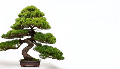 shimpaku juniper is a dwarf, irregular vase shaped form of the Chinese juniper, Juniperus chinensis. Originally native to Japan isolated on white background with copy space