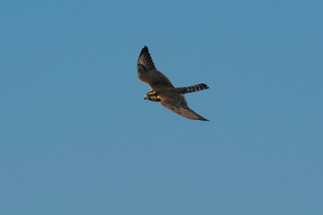 Aplomado Falcon, Falco femoralis, La Pampa, Patagonia,  Argentina
