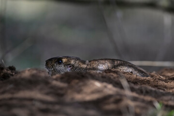 Azara´s Tuco tuco, Ctenomys azarae, La Pampa Province, Patagonia Argentina.