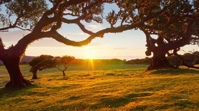 Aerial drone shot of flying above til trees in idyllic Fanal Laurisilva forest on sunset. Madeira island, Portugal. Fly by thru push in shot