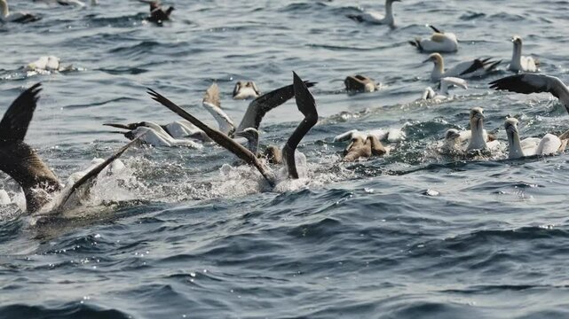 Northern gannet big flock (Morus bassanus) drifting swimming in open sea hunting sardinr fish. Amazing wild birds of South Africa. Sardine run in Wild Coast. Gannets and cormorants swaying on waves