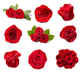 flower rose petal blosspm background