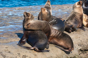 Sea Lions colony , Peninsula Valdes, Patagonia, Argentina.