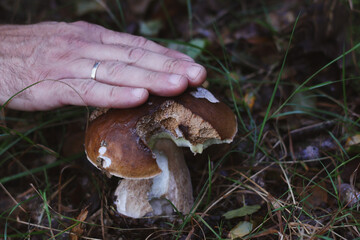Picking autumn mushrooms. Boletus mushroom 