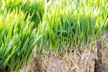 green grass background