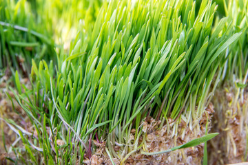 green grass background