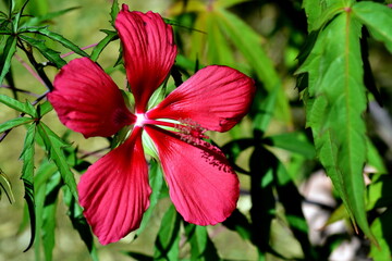 Rote Blüte eines Roseneibisch © christiane65