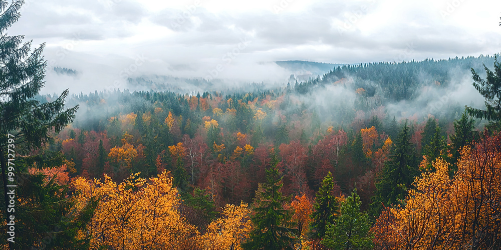 Poster a foggy forest with trees in autumn colors