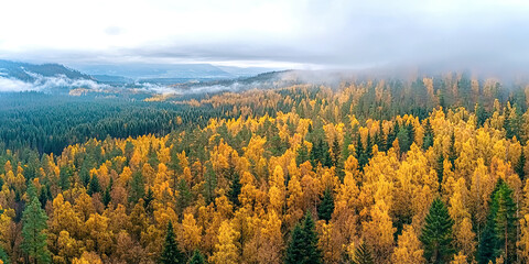 A forest with trees in various shades of yellow