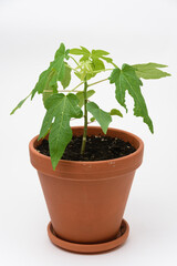 Papaya plant growth or alond tree in a pot, close-up on a white background