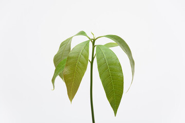 The growth of the Mango plant, close-up on a white background