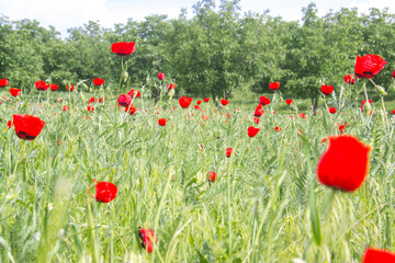poppy field in summer