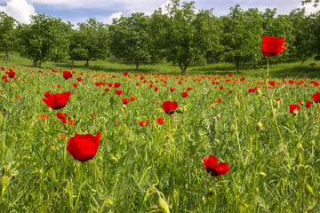 poppy field with sky