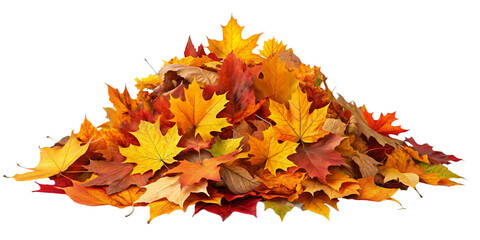 Maple fallen leaves of Autumn isolated on white