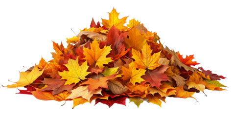 Maple fallen leaves of Autumn isolated on white