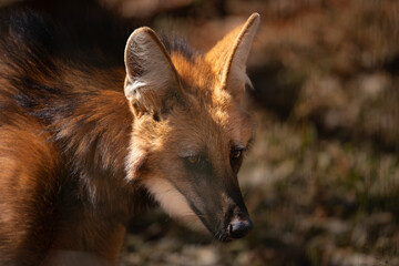 A maned wolf (Chrysocyon brachyurus) in dry savanna habitat.  Near threatened large canine.