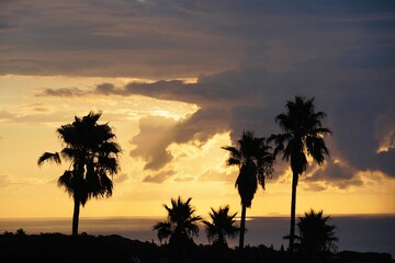 Palm trees with beautiful rays of sunshine in the early morning.