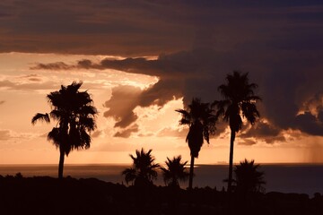 Palm trees with beautiful rays of sunshine in the early morning.