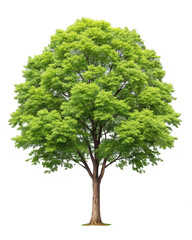 Fototapeta premium tree isolated on white