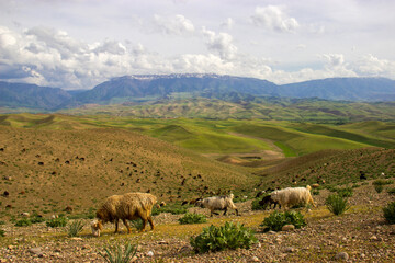 Obraz premium sheep in the mountains