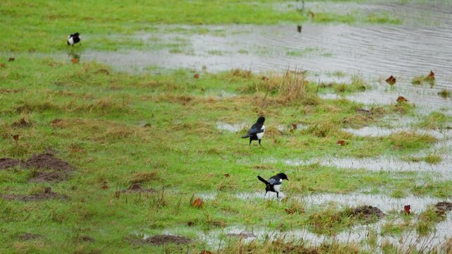 Elstern trinken in flachen wassser auf Gr&uuml;ner wiese