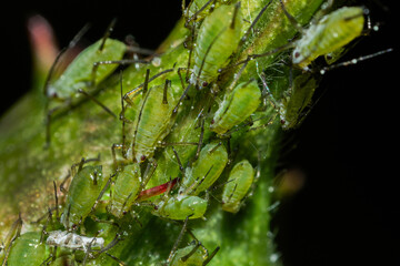 closeup of colony of aphids sucking on rosebud